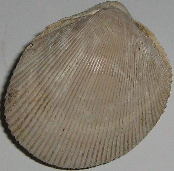 Europicardium multicostatum (Brocchi, 1814) - pliocene